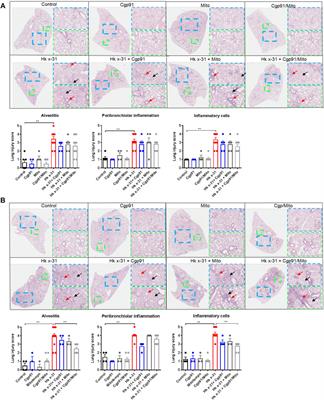 Therapeutic Targeting of Endosome and Mitochondrial Reactive Oxygen Species Protects Mice From Influenza Virus Morbidity